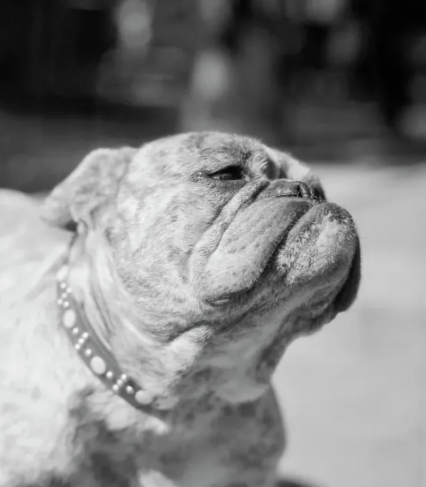 Framed Print : Winning Bulldog at Dog Show