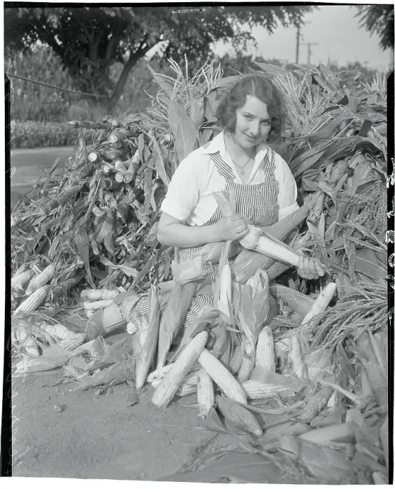 Framed Print : Winning Farmette Stripping Corn Framed Print : Winning Farmette Stripping Corn