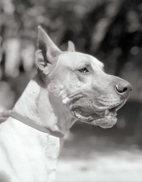 Dogs Great Dane Mass Five-Year-Old Great Art Prints, Posters