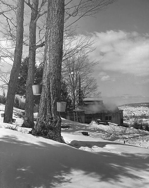 Winter. circa 1950: Winter scene, two buckets hanging from a tree