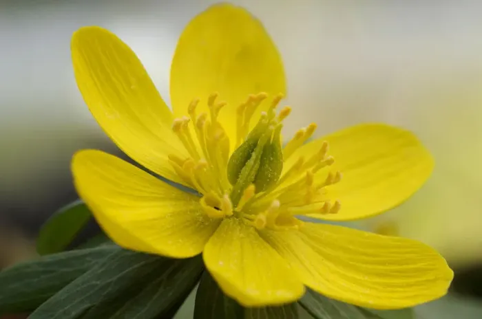 Framed Print : Winter Aconite or Wolfs Bane -Eranthis hyemalis- Framed Print : Winter Aconite or Wolfs Bane -Eranthis hyemalis-