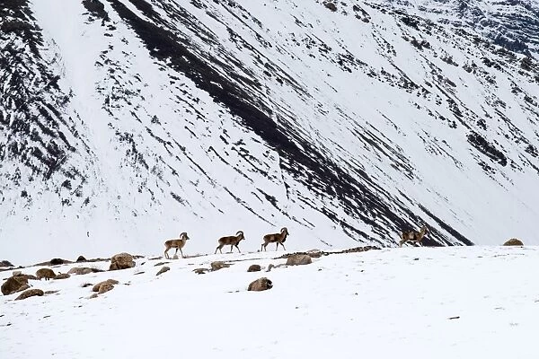 Winter Animal Wildlife in Ladakh