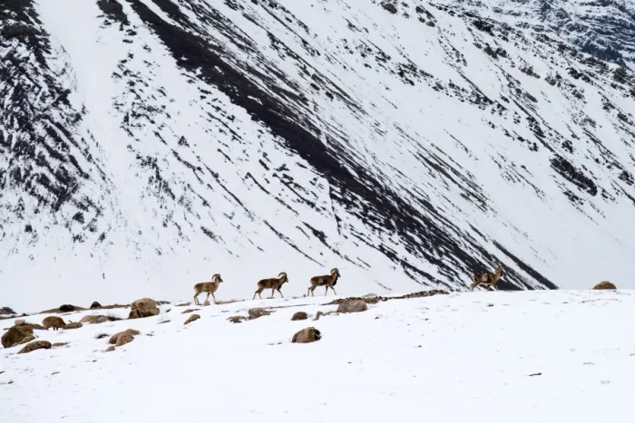 Framed Print : Winter Animal Wildlife in Ladakh Framed Print : Winter Animal Wildlife in Ladakh