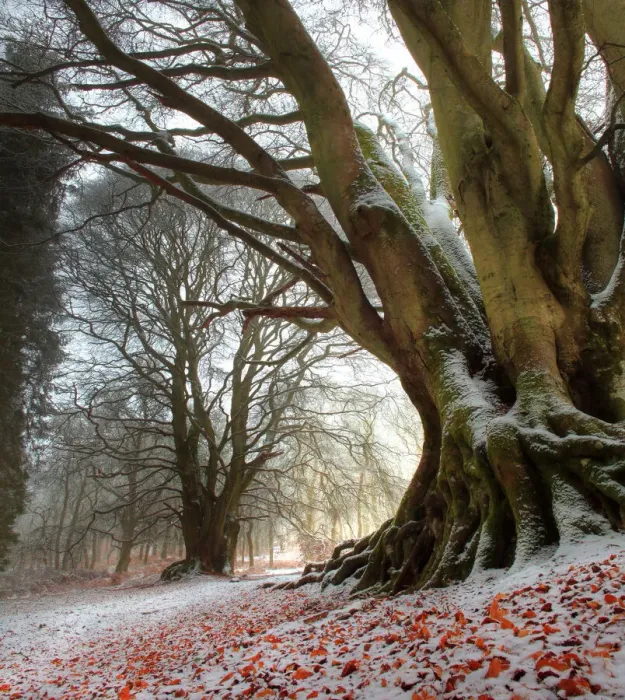 Framed Print : Winter beech forest redleaves snow mist