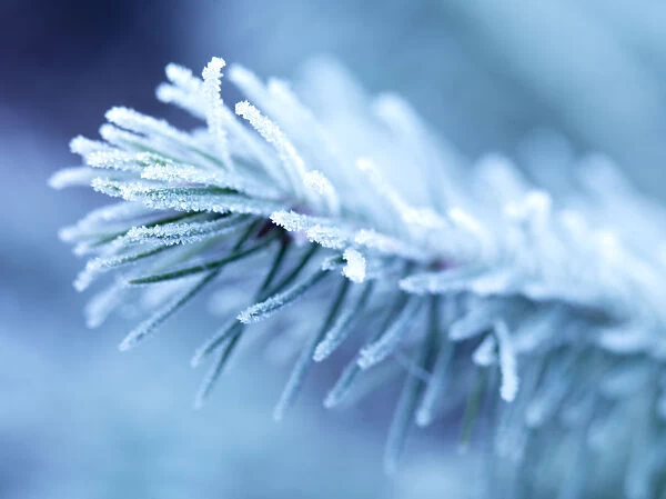 Winter branch with frost