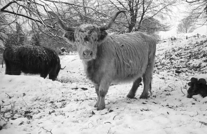 Framed Print : Winter Coat Framed Print : Winter Coat