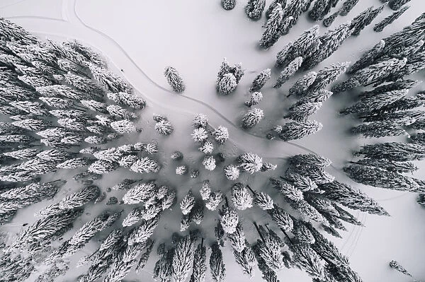 Winter Forest Aerial View