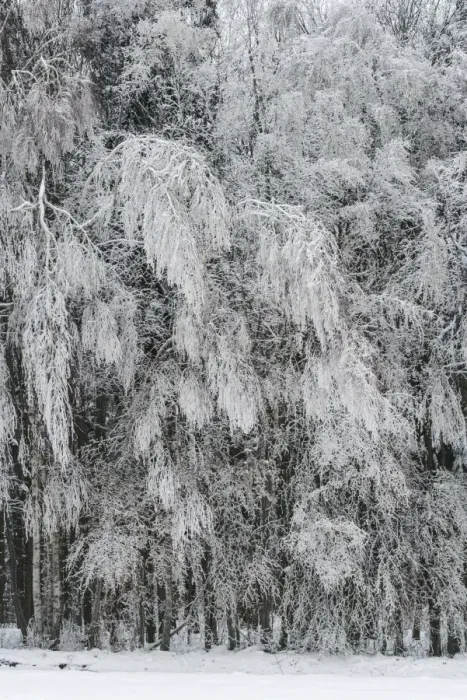 Framed Print : Winter forest, Thaya Valley National Park, Lower Austria, Austria Framed Print : Winter forest, Thaya Valley National Park, Lower Austria, Austria
