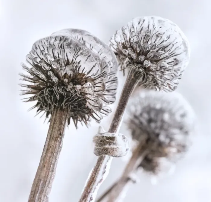 Framed Print : Winter garden