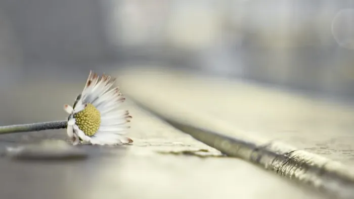Framed Print : Winter Gold Of Little Daisy Flower. Still Life Framed Print : Winter Gold Of Little Daisy Flower. Still Life