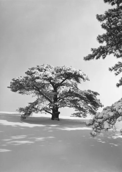 Framed Print : Winter landscape, (B&W) Framed Print : Winter landscape, (B&W)