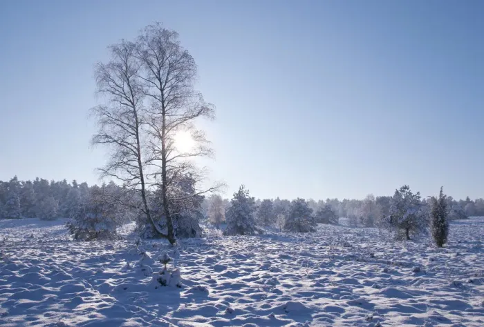 Framed Print : Winter landscape in the Lueneburg Heath, Lower Saxony, Germany, Europe Framed Print : Winter landscape in the Lueneburg Heath, Lower Saxony, Germany, Europe