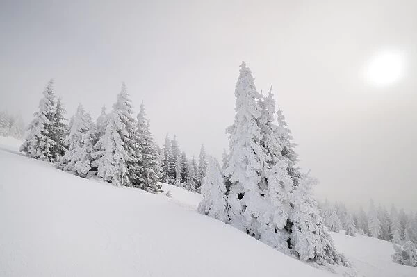 Winter landscape, Mt. Unterberg, Lower Austria, Austria, Europe