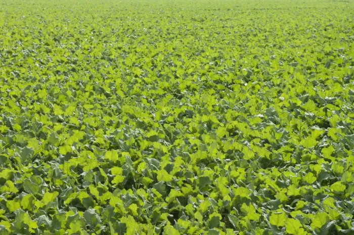 Framed Print : Winter oilseed rape, hibernating, frost-resistant green manure plant, enhances the biological activity of the soil Framed Print : Winter oilseed rape, hibernating, frost-resistant green manure plant, enhances the biological activity of the soil