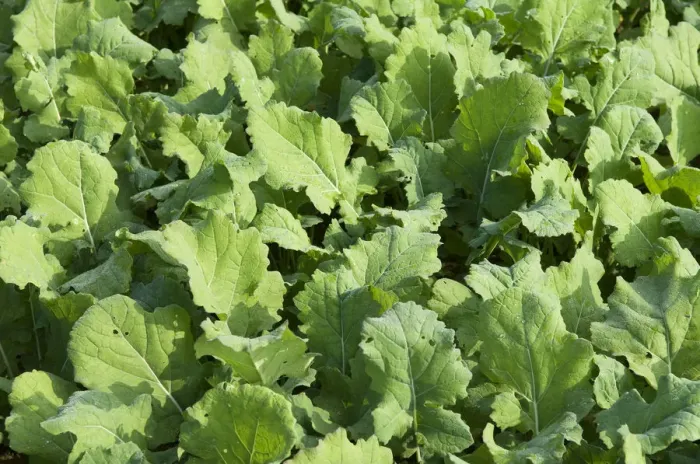 Framed Print : Winter oilseed rape, hibernating, frost-resistant green manure plant, enhances the biological activity of the soil Framed Print : Winter oilseed rape, hibernating, frost-resistant green manure plant, enhances the biological activity of the soil