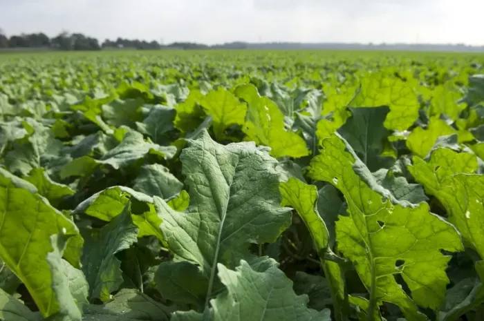Framed Print : Winter oilseed rape, hibernating, frost-resistant green manure plant, enhances the biological activity of the soil Framed Print : Winter oilseed rape, hibernating, frost-resistant green manure plant, enhances the biological activity of the soil