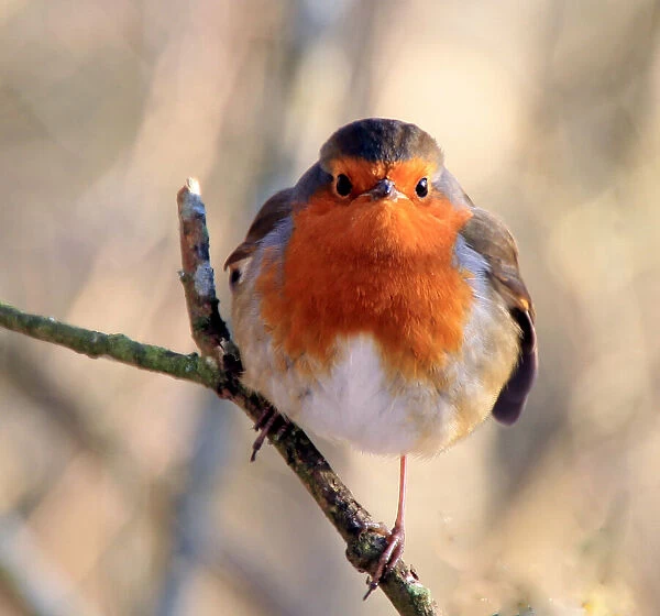 Robin. Winter Robin at Bassenthwaite, English Lake District