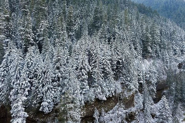 Winter Scene on Eagle Creek Hiking Trail