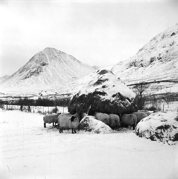Winter Sheep. 12th March 1955: A herd of Glencoe sheep, driven