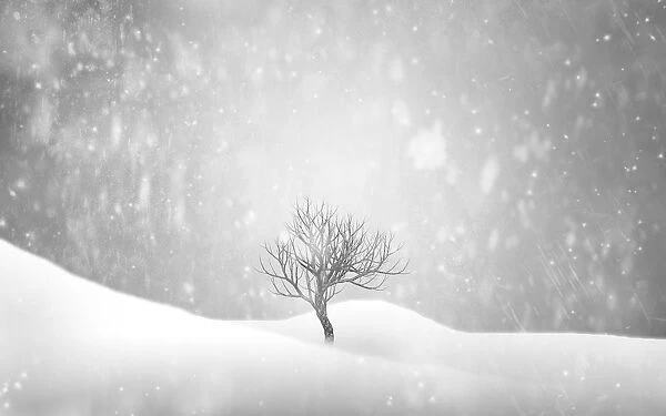 Winter snowing tree