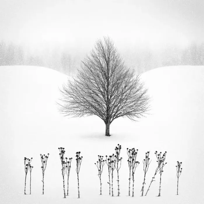 Framed Print : Winter Tree Framed Print : Winter Tree