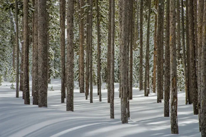 Framed Print : Winter, tree trunk group, Yellowstone National Park, Wyoming, USA