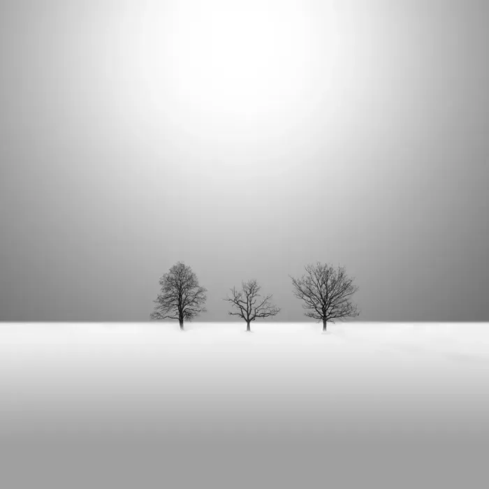 Framed Print : Winter trees Framed Print : Winter trees