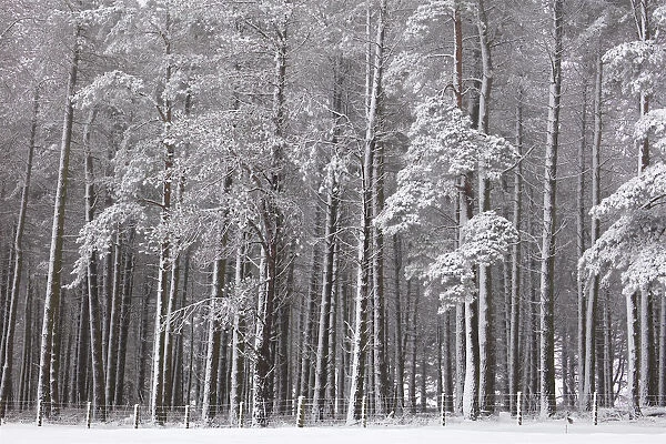 Winter Woodland Scene