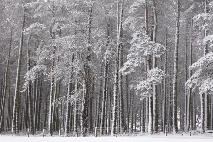 Framed Print : Winter Woodland Scene Framed Print : Winter Woodland Scene
