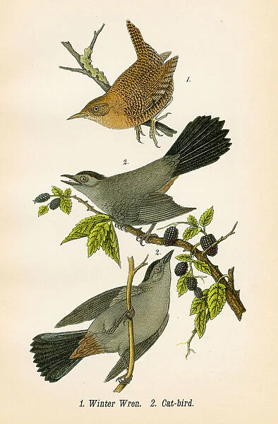 Winter wren bird lithograph 1890