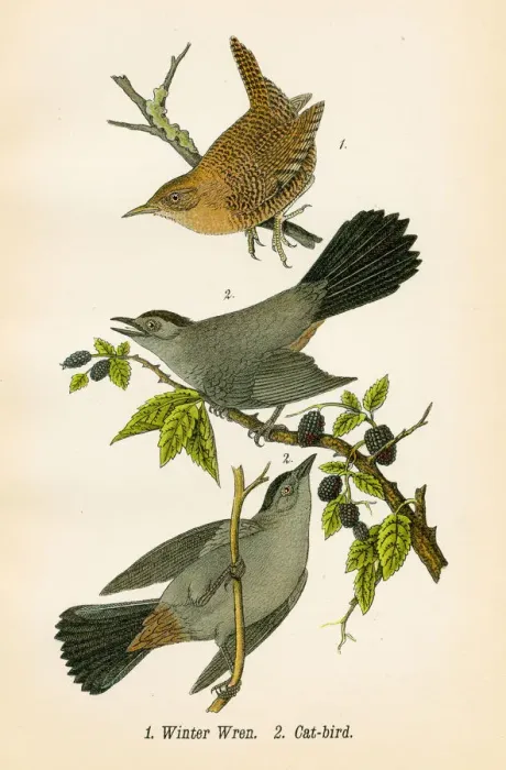 Framed Print : Winter wren bird lithograph 1890 Framed Print : Winter wren bird lithograph 1890