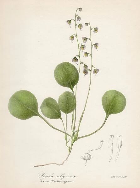 Wintergreen botanical engraving 1843