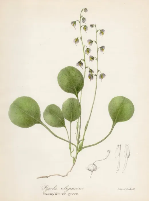 Framed Print : Wintergreen botanical engraving 1843 Framed Print : Wintergreen botanical engraving 1843