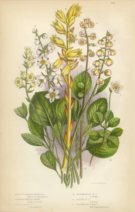 Framed Print : Wintergreen, Mint, Moneses, Birdsnest, Fern, Victorian Botanical Illustration Framed Print : Wintergreen, Mint, Moneses, Birdsnest, Fern, Victorian Botanical Illustration
