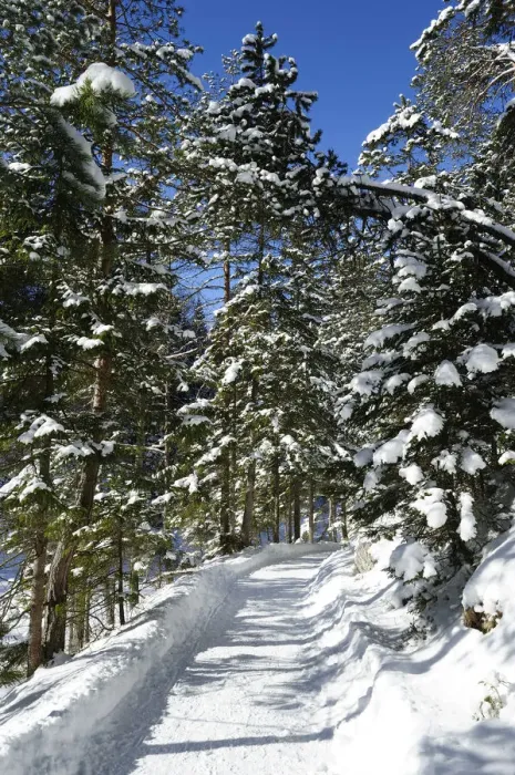 Framed Print : Winterly forest track at lake Eibsee, Grainau, Werdenfelser Land, Upper Bavaria, Bavaria, Germany, Europe Framed Print : Winterly forest track at lake Eibsee, Grainau, Werdenfelser Land, Upper Bavaria, Bavaria, Germany, Europe