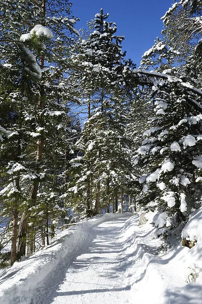 Winterly forest track at lake Eibsee, Grainau, Werdenfelser Land, Upper Bavaria, Bavaria, Germany, Europe
