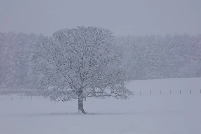 Framed Print : Wintry Landscape During Snowfall Framed Print : Wintry Landscape During Snowfall