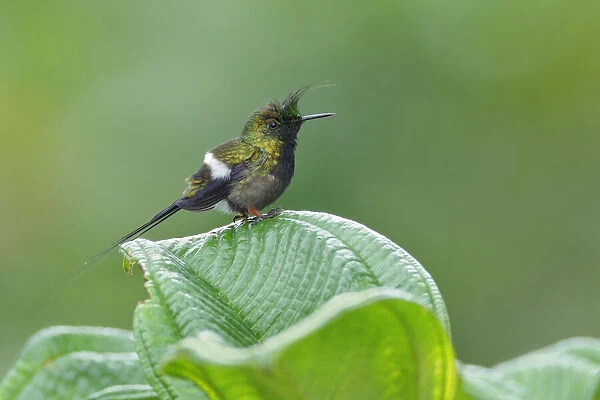 Wire-crested thorntail hummingbird