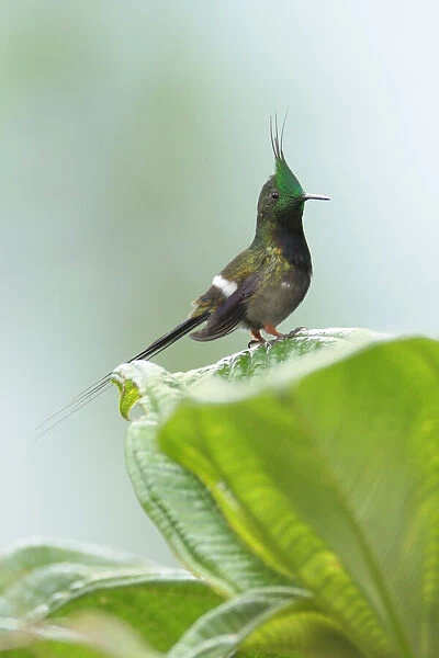 Wire-crested Thorntail Hummingbird