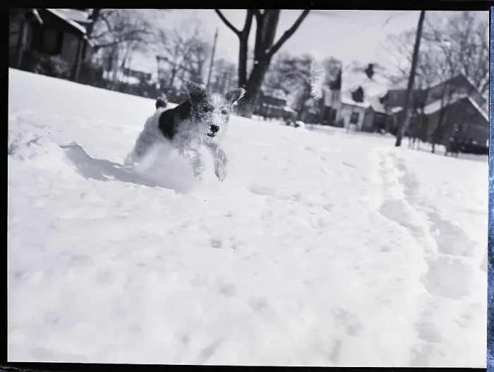 Framed Print : Wire Haired Terrier Dog Playing In Snow