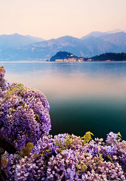 Wisteria, flourishing in the Italian spring and the distant mountains frame