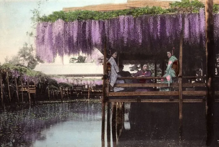 Framed Print : Wisteria Arbour