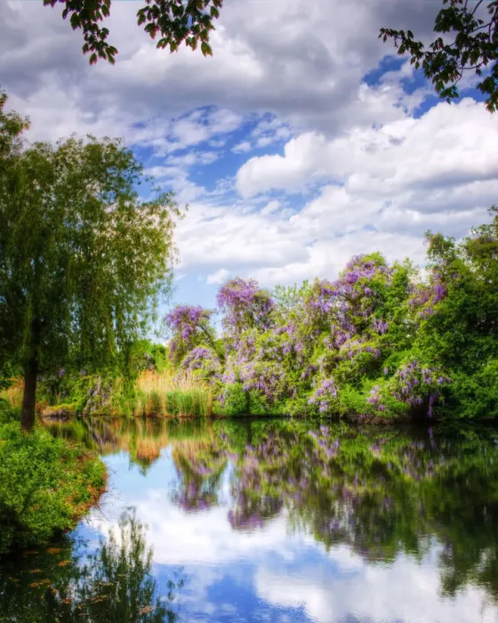 Framed Print : Wisteria, Reflections and Colors in Babylon, Long Island Framed Print : Wisteria, Reflections and Colors in Babylon, Long Island