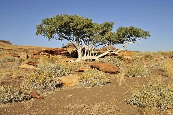 Witgatboom, Matoppie or Shepherds Tree (Boscia albitrunca), Mik Mountains, Damaraland, Namibia, Africa