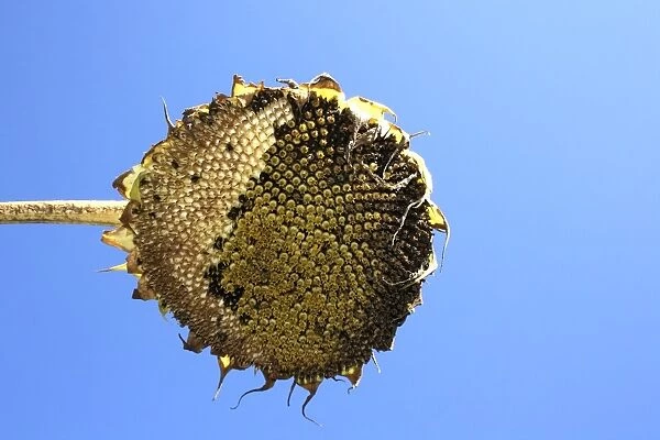 Withered Sunflower (Helianthus annuus), view from below