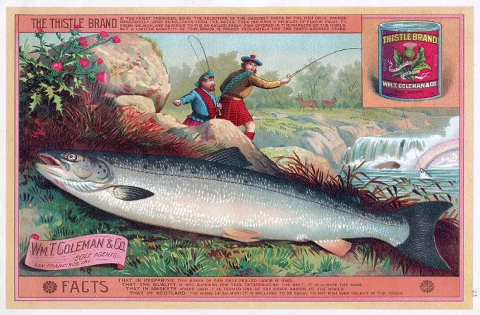 Framed Print : Wm T Coleman BC Native Salmon Framed Print : Wm T Coleman BC Native Salmon