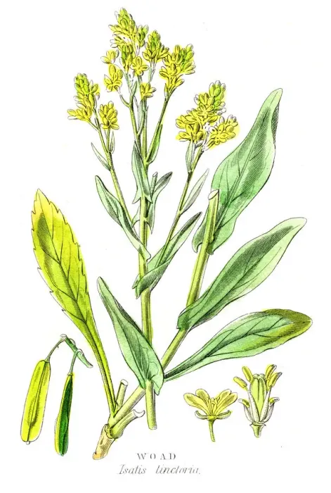 Framed Print : Woad botanical engraving 1857 Framed Print : Woad botanical engraving 1857