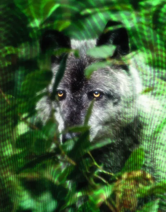 Framed Print : Wolf Framed Print : Wolf