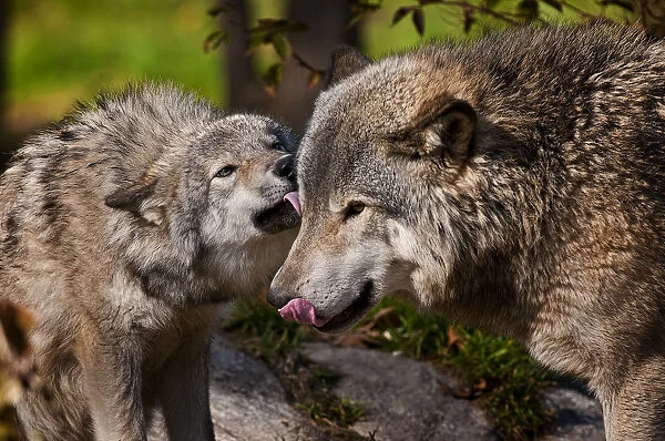 Wolf Affection