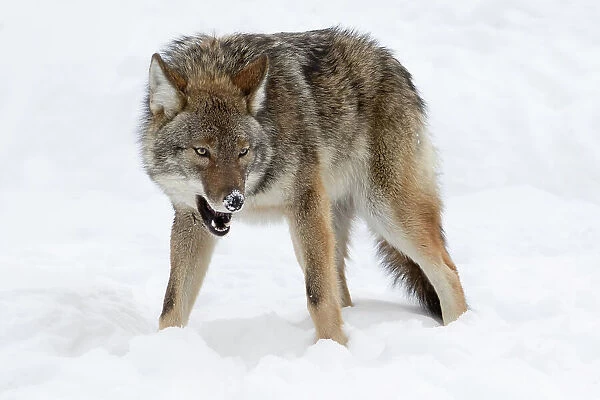 Wolf Agression, Canada